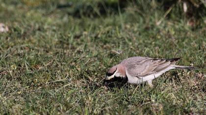 Horned Lark