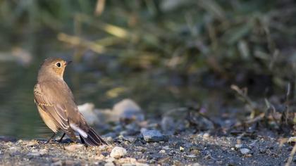 Red-breasted Flycatcher