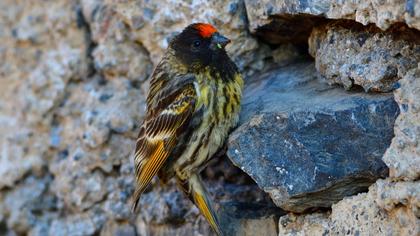 Red-fronted Serin