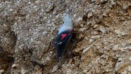 Wallcreeper