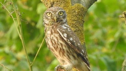 Little Owl