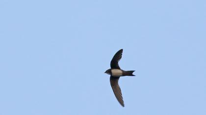 Alpine Swift
