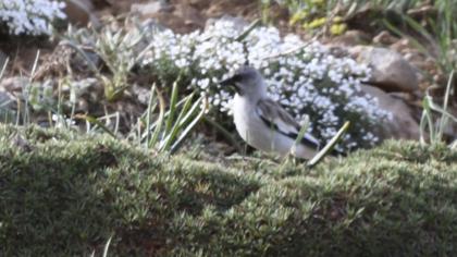 White-winged Snowfinch