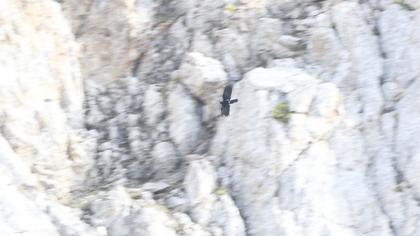 Alpine Chough