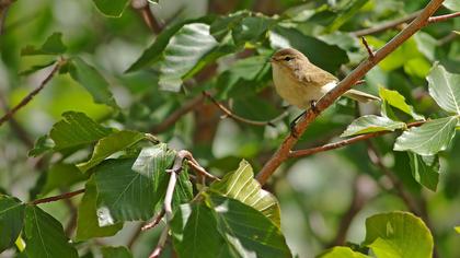 Mountain Chiffchaff