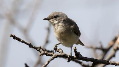 Lesser Whitethroat
