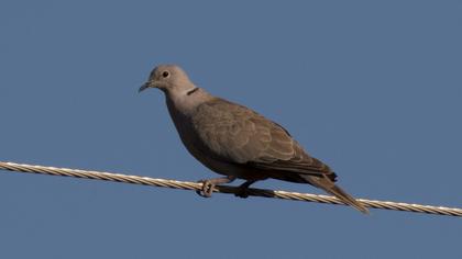 Eurasian Collared Dove