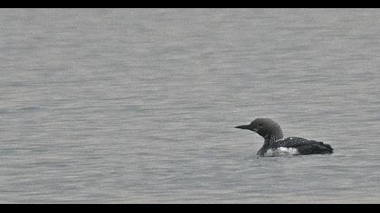 Black-throated Loon