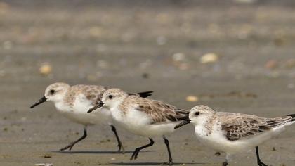 Sanderling