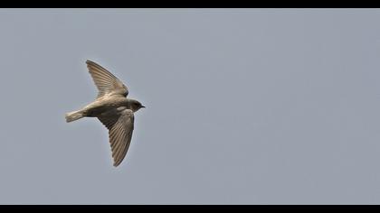 Eurasian Crag Martin