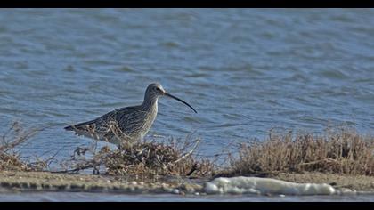 Eurasian Curlew