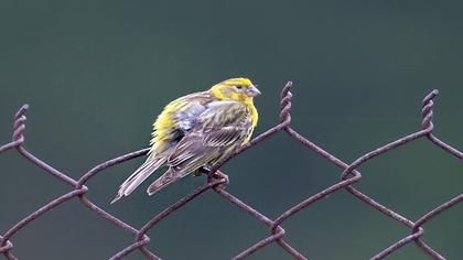 European Serin