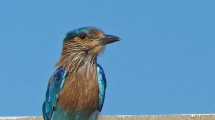 Indian Roller