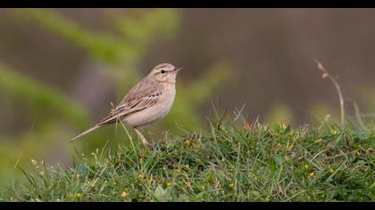 Tawny Pipit