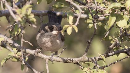 Eastern Orphean Warbler