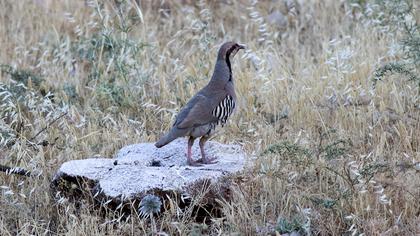 Chukar Partridge