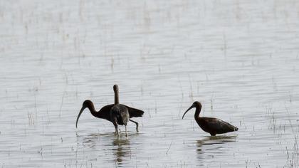 Glossy Ibis