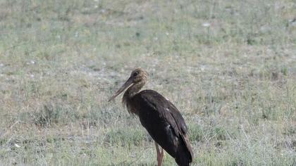 Black Stork