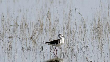 Black-winged Stilt