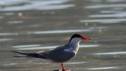 Common Tern