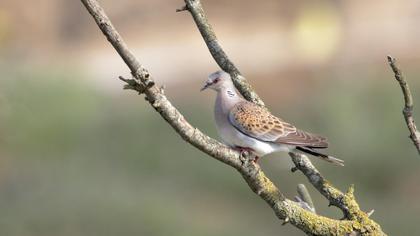 European Turtle Dove