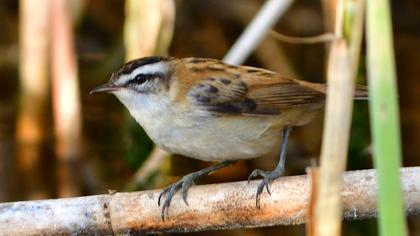Moustached Warbler