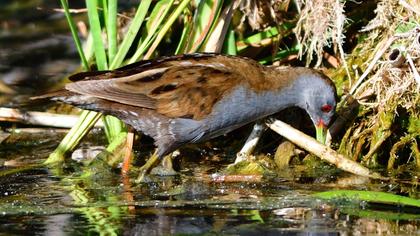 Little Crake