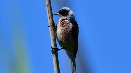 Eurasian Penduline Tit