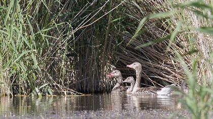 Greylag Goose