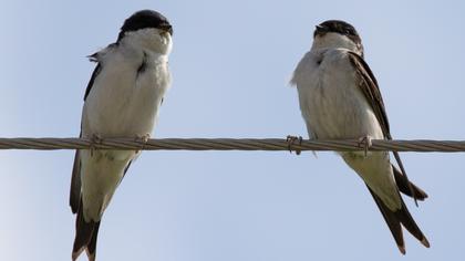 Common House Martin