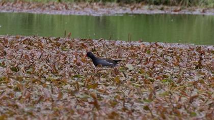 Common Moorhen