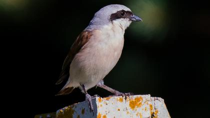 Red-backed Shrike