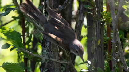 Common Whitethroat