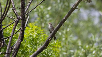 Spotted Flycatcher