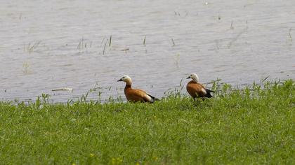 Ruddy Shelduck
