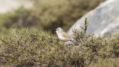 Spectacled Warbler