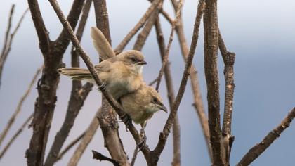 Iraq Babbler