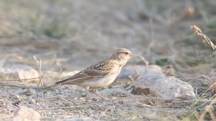 Greater Short-toed Lark