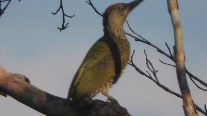 European Green Woodpecker