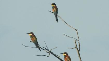 European Bee-eater