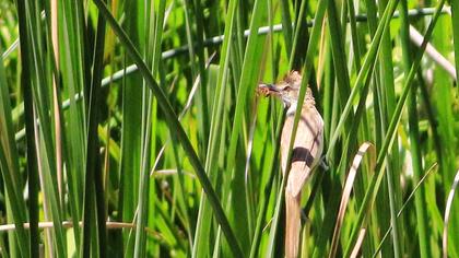 Büyük kamışçın