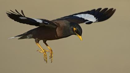 Common Myna
