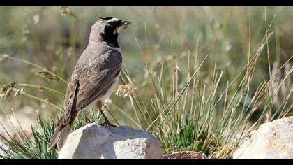 Horned Lark