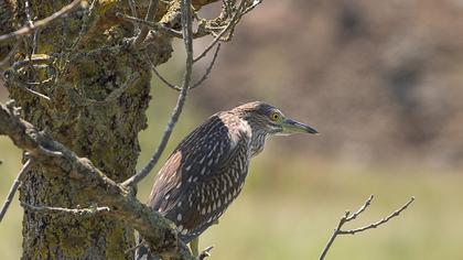 Black-crowned Night Heron