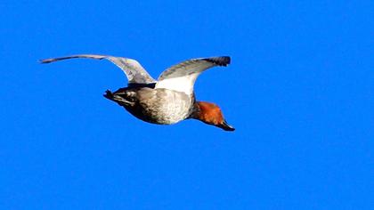 Common Pochard
