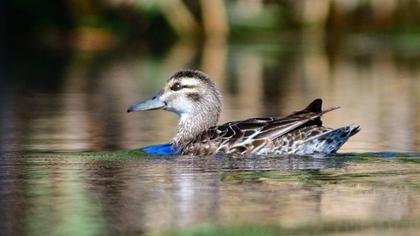 Garganey