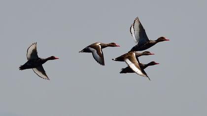 Red-crested Pochard