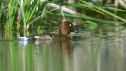 Ferruginous Duck