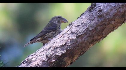 Red Crossbill