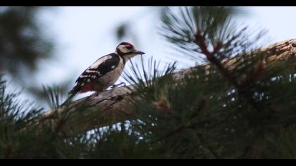 Great Spotted Woodpecker